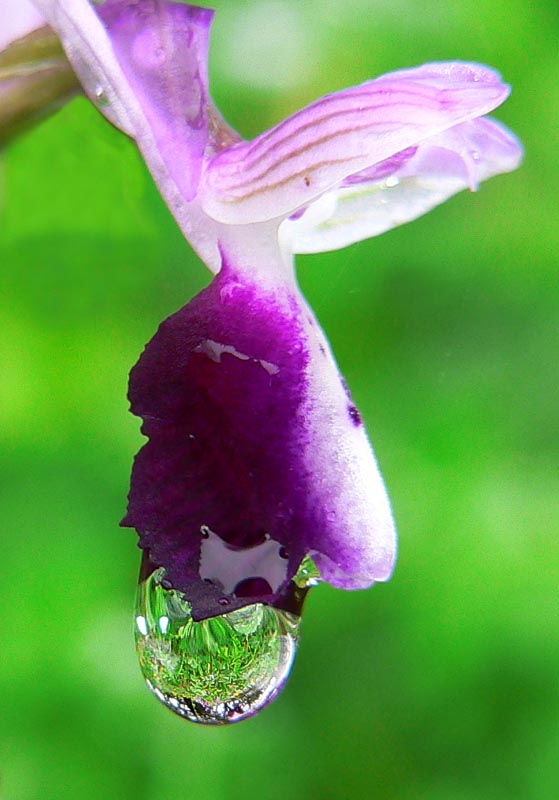 Anacamptis longicornu / Orchide cornuta